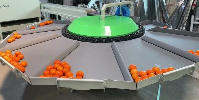 Fruit Sorting Machine