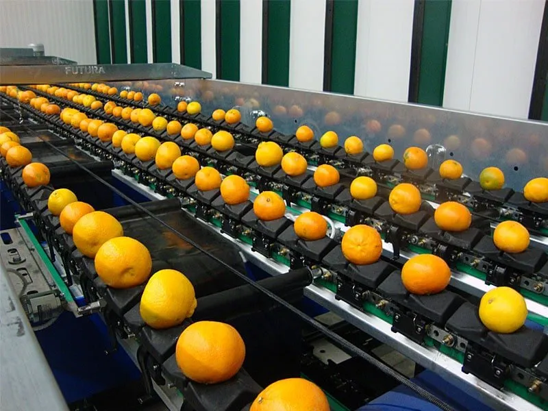 Fruit Sorting Machine